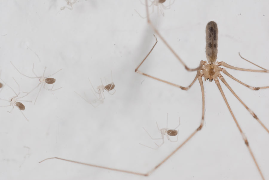 Pholcus phalangioides